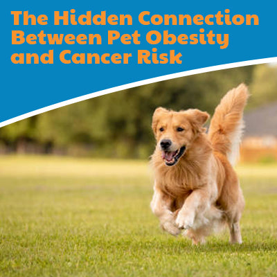 The Hidden Connection Between Pet Obesity and Cancer Risk