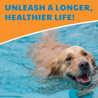 Unleash a Longer, Healthier Life: Why Exercise is Non-Negotiable for Your Dog (and Cat!)