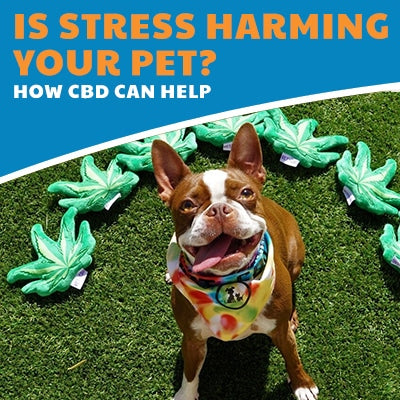 Is Stress Secretly Harming Your Pet? Understanding the Impact & How CBD Can Help